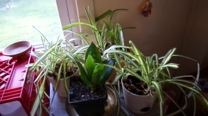 These are my 3 spider plants and my snake plant.
