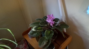 This is my purple African Violet.
