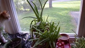My 2 Aloe Vera plants.